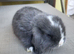 Beautiful Mini lop looking good a home