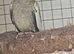 Proven pair of cockateils for sale