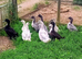 Swedish Ducklings/Ducks 2026 hatch