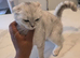 Daisy - 2 year old Female Scottish Fold