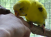 Primary school with a budgie aviary