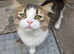 Siberian/bsh cat rehome