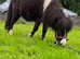 Miniature Shetland colt