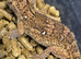 Birthday Week-end Surprise - Full 2' Set Up +Giant Namib Ground Gecko Half Price