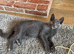 Beautiful kitten girls