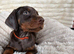 Doberman