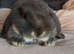 2 mini lops