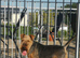 Beautiful Welsh terrior dog at stud