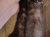 Black self litter - 2 Black self hobs and 5 jills available