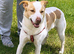 FAYE for adoption - A quiet gentleness that touches your heart