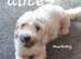 Cavapoochon