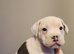 Chunky American Bulldog x English Bulldog x Staffy Puppies