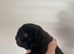 Pug PuPs Traditional Type