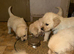 Mack/ Bryn Bach Golden X Evie/ Angel Annwyl