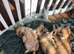 Cute Pomchi Puppies - 3 left