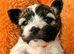 BEAUTIFUL SHIH TZU x POOCHON PUPPIES