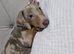miniature dachshund for sale isabella dapple kc registered