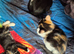 Maincoon x Siamese Equisite 4 Girlies