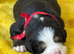 Beautiful Bernese Mountain Dog Puppies