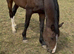 Showjumping/eventing