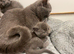 Scottish Fold kittens (straight)