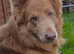 Isabella stud dog , long hair straight back German Shepherd