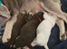 Reduced!!!Pug litter