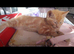 Full ginger tabby boy. 8 weeks old,
