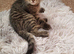 3 cute kittens