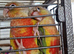 Handreared Pineapple Conures
