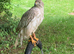 Female goshawk
