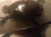 2 turtles