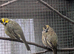 Green cardinals