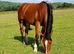 RID 2year old gelding