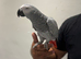 Silly Tamed African Grey Parrot