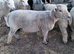 Southdown Shearling ram