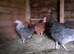 Lovely silver Sussex and many other breed chickens, point of lay