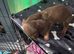 MinI Dachshund