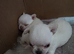 Apple head Chihuahua puppies amazing breeding