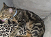 Bueno boy bengal