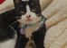 Tuxedo male Kitten