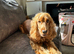 Gorgeous Cockerpoo puppies