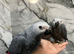 Friendly Baby HandReared Male Super Tame Cuddly African Grey Parrot,23