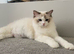 Ragdoll cat