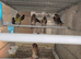 Cage n aviary birds
