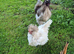 Silkie Cockerel, free to good home.