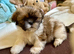 Shih- tzu x Puppies