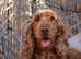 Red Sable Kc Show Cocker Spaniel for stud