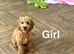 Beatrice litter of apricot cockapoo girls and boys