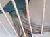 Turquoise violet greencheeked conures